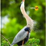 Navneet Youva Case Bound 5 Subject Book 18.5Ã—24.7 cm Unruled 400 Pages